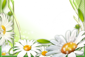 marco de fotos con flores blancas para foto montaje - Marco de flores PNG